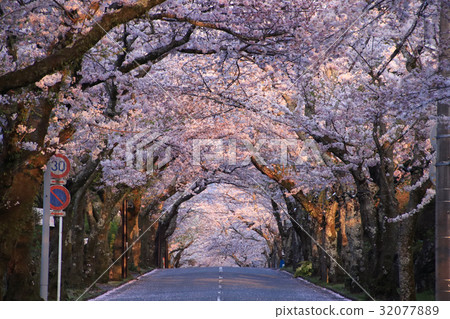 櫻花隧道 32077889