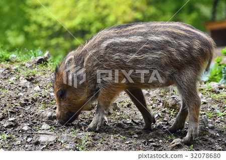 圖庫照片: animal - wild boar in the wild. young bear