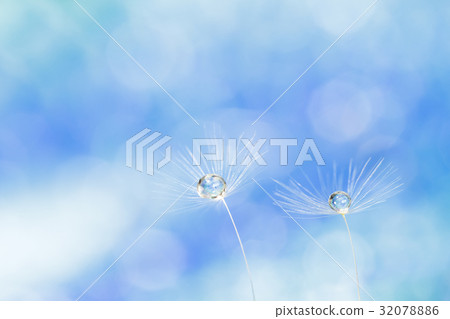 Fluff Fluff 32078886