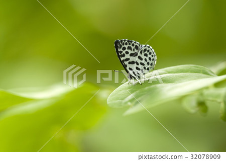 鵝清水 鵝清水 32078909