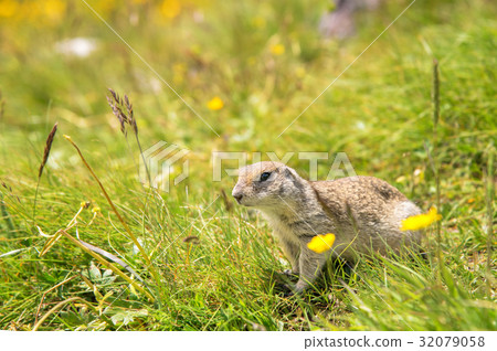 European ground squirrel 32079058