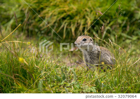 European ground squirrel 32079064