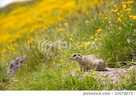 European ground squirrel 32079073