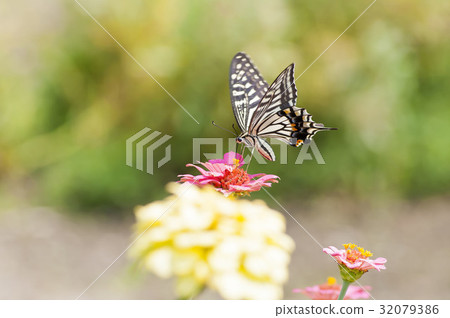 Swallowtail 32079386