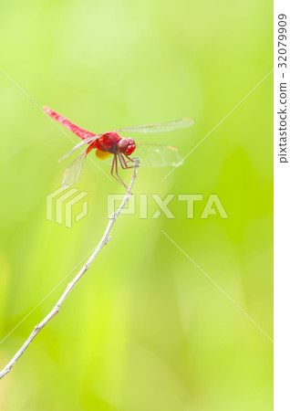 Shoujo dragonfly Shoujo dragonfly 32079909