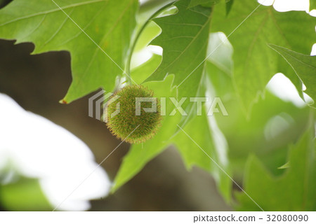 Platanus Platanus 32080090
