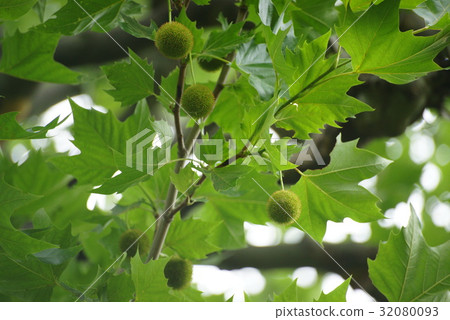 Platanus Platanus 32080093