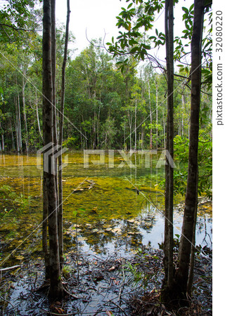 Emerald and mangrove tree forests 32080220