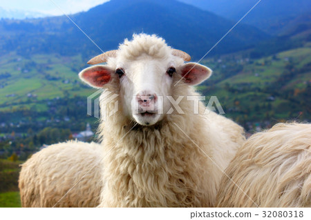 Sheep stares into the camera standing on mountain 32080318