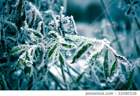 Winter leaves in the frost. Abstract background 32080326