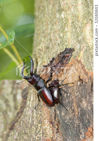 Saw toothbrush Saw toothbrush 32080603