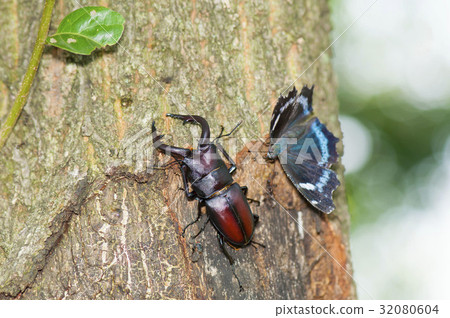 Saw toothbrush 32080604