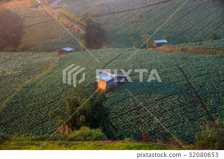 Landscape view of cabbage field at Phuthapboek Landscape view of cabbage field at Phuthapboek 32080653
