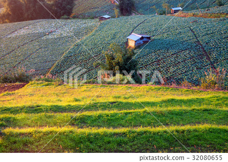 Landscape view of cabbage field with lighting Landscape view of cabbage field with lighting 32080655