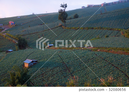 Landscape view of cabbage field at Phuthapboek Landscape view of cabbage field at Phuthapboek 32080656