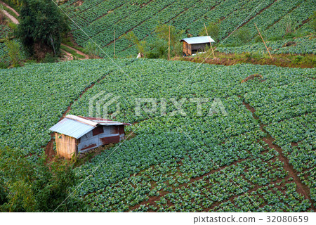 Landscape view of cabbage field at Phu Thab Boek Landscape view of cabbage field at Phu Thab Boek 32080659