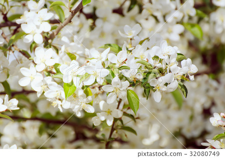 Plum spring flowers Plum spring flowers 32080749