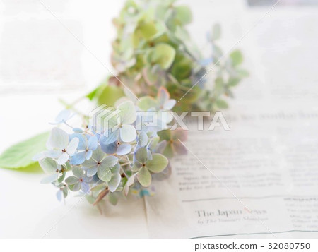 秋天的顏色繡球花 秋天的顏色繡球花 32080750