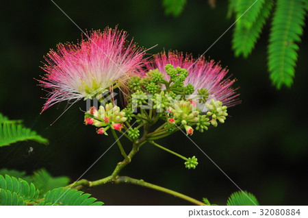 Dark pink colorful flower blooming beautifully 32080884