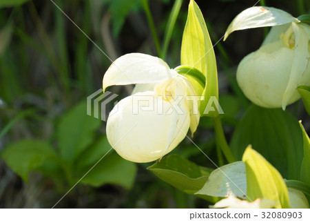 Reven Armorisou (Rebun Island, Hokkaido) Reven Armorisou (Rebun Island, Hokkaido) 32080903