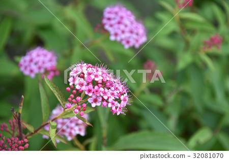 Shimotsuke (Shimono) 32081070