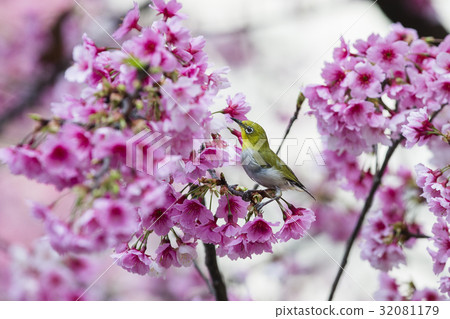 鳥類，Takara 32081179