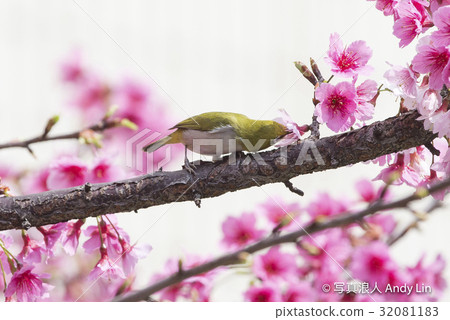 Birds, Takara 32081183