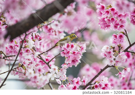 Birds, Takara 32081184