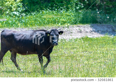 Kuroge Wagyu beef / Hokkaido ranch 32081861