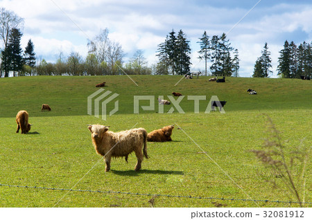 cow, bull, breeding, cattle, field, herd of cows cow, bull, breeding, cattle, field, herd of cows 32081912