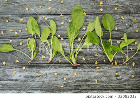 Spinach leaves plants on gray wooden background Spinach leaves plants on gray wooden background 32082032