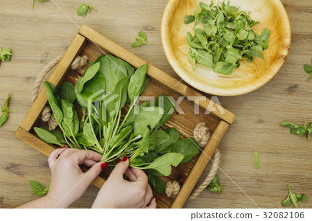 Hands putting fresh spinach leaves on a tray Hands putting fresh spinach leaves on a tray 32082106