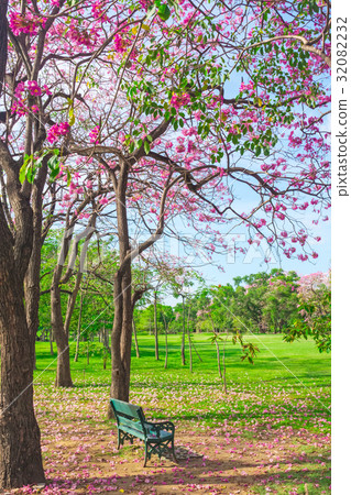 Flowers of pink trumpet trees are blossoming  32082232