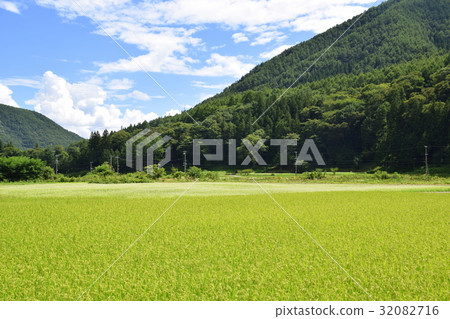 蕎麥麵野山的山和領域的稻田 32082716