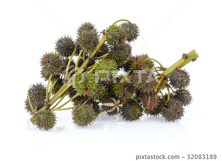 Castor on white background 32083189