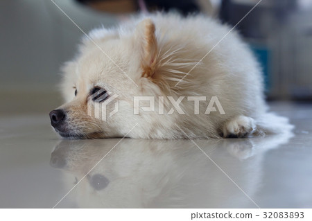white pomeranian cute dog 32083893