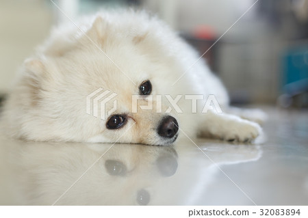 white pomeranian cute dog white pomeranian cute dog 32083894
