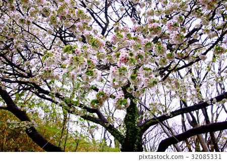 根岸森林公園(橫濱馬場)大島櫻花之花(中區,橫濱,神奈川縣) 根岸森林公園(橫濱馬場)大島櫻花之花(中區,橫濱,神奈川縣) 32085331