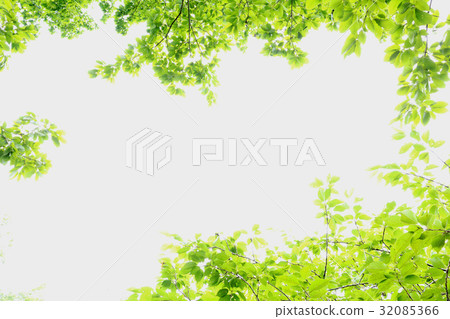 Sunlight through the fresh green 32085366