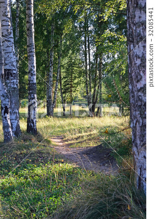 A path in a birch forest to the river Oredezh in 32085441