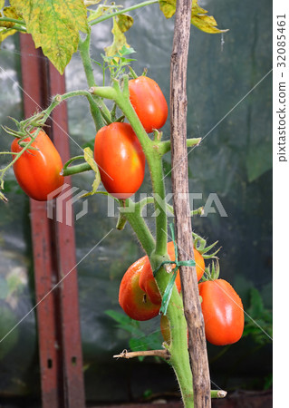 Six red ripe plum tomatoes on the Bush closeup in 32085461