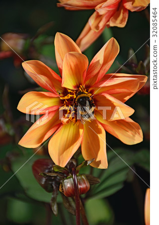 Bumblebee on flower orange dwarf Dahlia closeup in 32085464