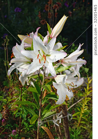 Large white Lily in the garden of the infield in 32085465