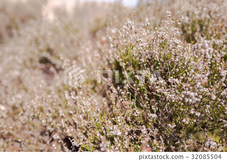 Heath plants. 32085504