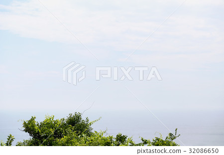 沿著海岸的樹 32086650