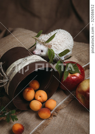 Little african hedgehog 32086652