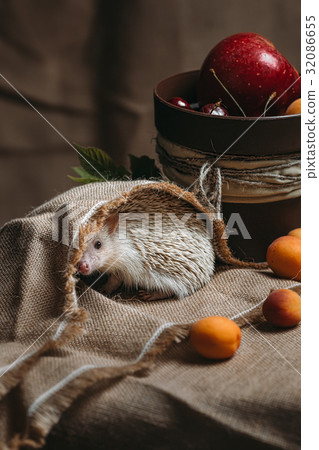 Little african hedgehog 32086655