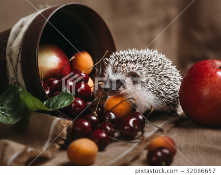 Little african hedgehog 32086657
