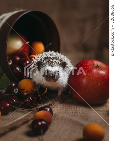 Little african hedgehog 32086658