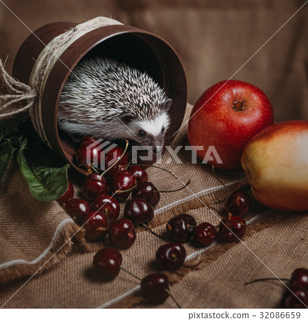 Little african hedgehog 32086659